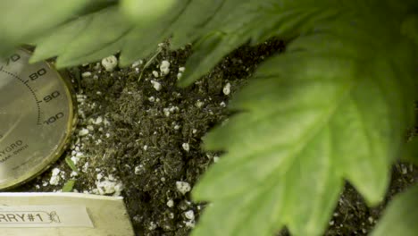 Üppig-Grüne-Cannabisblätter-Mit-Etikett-Und-Hygrometer-Auf-Gartenerde
