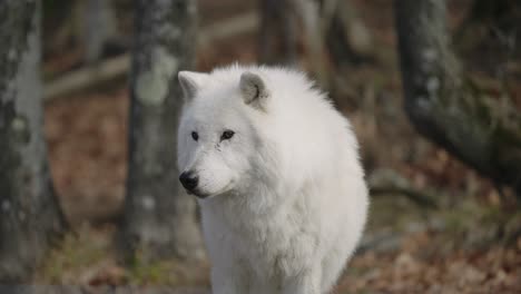 Friedlicher-Weißer-Wolf,-Der-Im-Wald-Im-Parc-Omega,-Quebec,-Kanada-Steht---Rack-Fokus,-Zeitlupe