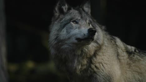 Grauer-Wolf-Schaut-Sich-Um-Und-Leckt-Sich-Die-Nase-Im-Parc-Omega,-Quebec,-Kanada