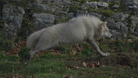 Arctic-Fox-Stretching-Its-Body-And-Then-Lies-On-Ground-In-Parc-Omega,-Quebec,-Canada