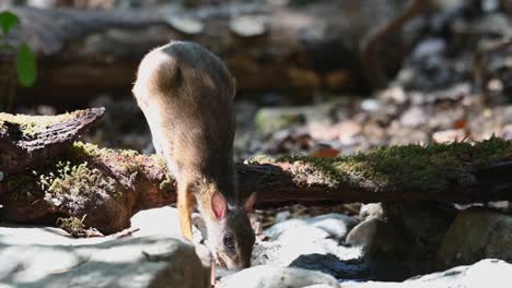 Lesser-Mouse-deer,-Tragulus-kanchil