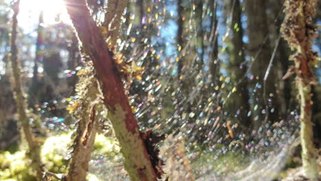 Abstract-nature-background,-defocused-spiderweb-glittering-in-the-forest