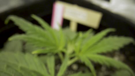 Üppig-Grüne-Blätter-Der-Kush-Cannabispflanze-Mit-Kissner-Kush-Etikett