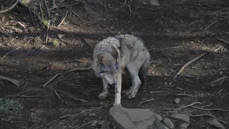 Incredible-Slow-Motion-Close-Up-of-Gray-Wolf-walking-though-the-Forest-Floor