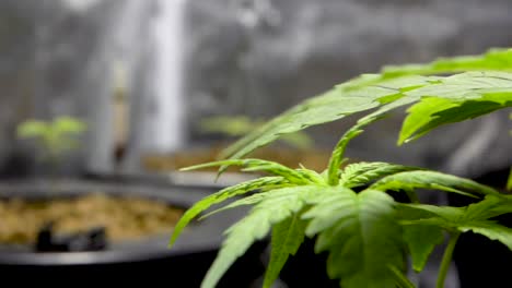 Hausgemachte-Cannabispflanze-Mit-Frischen-Grünen-Blättern