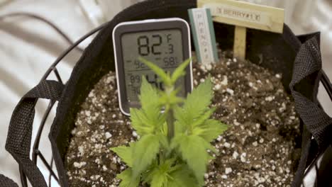 Cannabispflanze-Mit-Govee-Indoor-Hygrometer-Thermometer---Feuchtigkeits-Temperaturanzeige