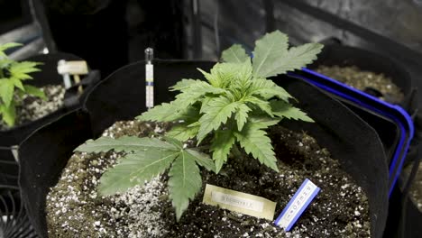 Cannabis-Plant-With-Soil-Thermometer-And-Labels