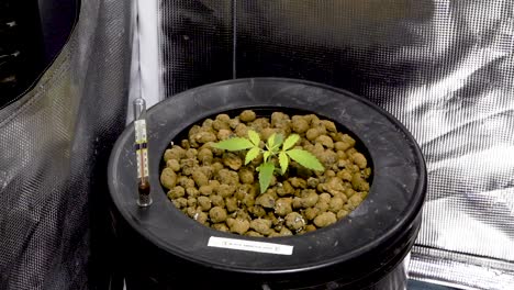 Cannabis-Seedling-On-Bucket-With-Clay-Pebbles-Growing-In-Hydroponic-System-With-Reflective-Thermal-Foil-Insulation