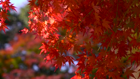 Close-up-of-beautiful-red-and-orange-maple-leaves-slowly-waving-in-the-wind