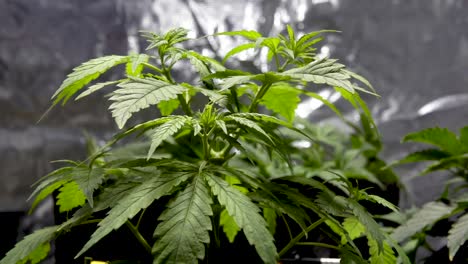 Cannabispflanze-Mit-Dem-Wind,-Der-Die-Blätter-Bewegt---Statisch,-Nahaufnahme