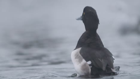 Tufted-Duck-bathing-dusting-its-self-in-a-pond-slow-motion