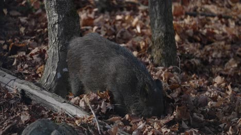 Wild-Boar-Looking-For-Food-On-Forest-Ground-In-Park-Omega,-Quebec,-Canada