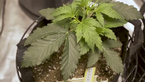 Gartentasche-Mit-Einer-Gesunden-Und-Frischen-Cannabispflanze