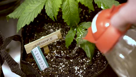 Bewässerung-Der-Cannabispflanze,-Die-In-Der-Gartentasche-Mit-Etikett-Wächst