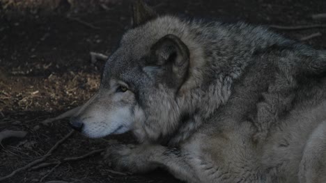 Grauer-Wolf-Ruht-Und-Liegt-Auf-Dem-Boden-Im-Wald-Im-Parc-Omega,-Quebec,-Kanada