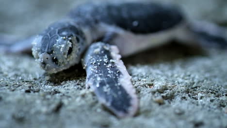 Schildkrötenschlüpfling---Babygrüne-Meeresschildkröte,-Die-Atmet-Und-Auf-Strandsand-In-Der-Nähe-Des-Ozeans-Liegt