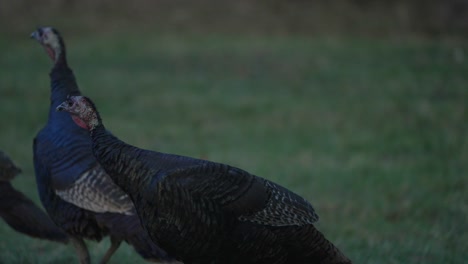Flock-Of-Wild-Turkeys-At-Omega-Park-In-Canada---close-up,-slow-motion