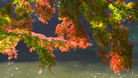 Close-up-of-beautiful-autumn-foliage-against-pond-inside-Japanese-garden