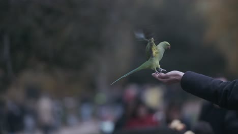 Parakeet-bird-landing-on-mans-hand-super-slow-motion