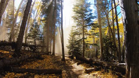 Pan-across-the-colorful-fall-forest-floor-in-the-Coconino-National-Forest,-Flagstaff,-Arizona