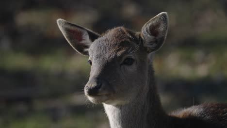 Close-Up-Of-Young-Chital-Deer-Looking-In-Distance-And-Then-Looks-At-Camera---Parc-Omega,-Quebec,-Canada