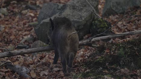 Wildschweine-Springen-Auf-Umgestürzten-Baumstamm-Im-Safaripark-Parc-Omega-In-Quebec,-Kanada