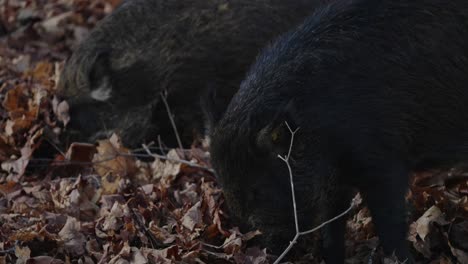 Wildschweine-Graben-Nahrung-Im-Waldboden-Mit-Abgefallenen-Blättern-An-Der-Schnauze