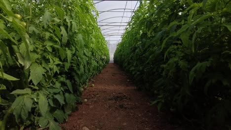 Unique-drone-pullback-shot-through-long-rows-of-tomato-vines-growing-inside-a-greenhouse