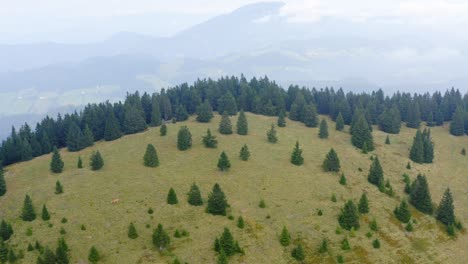 Scenic-aerial-drone-shot-of-peak-with-spruce-tree-on-volcanic-mountain