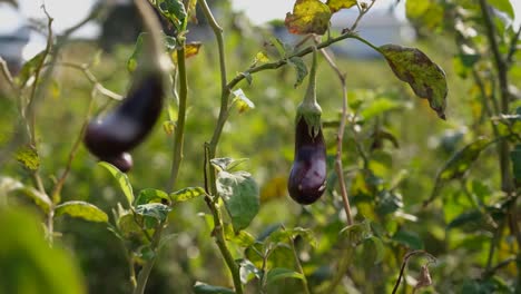 A-farmer-harvests-ripe-eggplant
