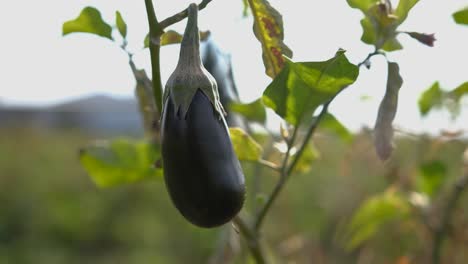 Close-up-of-an-eggplant-on-the-vine-as-a-person-reaches-in-and-picks-it