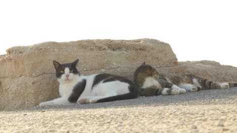 Two-Lazy-Beach-Cats-Take-a-Nap-Together-on-Rocky-Boardwalk