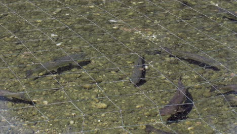 closeup-of-giant-trouts-slowly-swimming-in-natural-pool-in-fish-farm