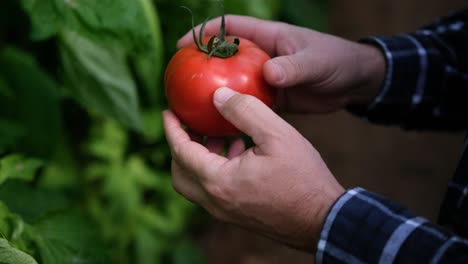 Primer-Plano-De-Un-Agricultor-Comprobando-La-Calidad-De-Sus-Cultivos,-Tomate-Rojo-Grande