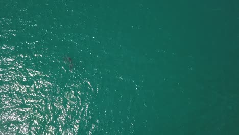 Dolphins-playing-together-in-turquoise-sea-water,-aerial-top-down-view