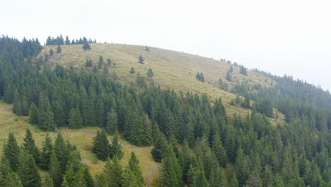 Bewaldete-Bäume-Am-Hang-Mit-Leichtem-Nebel-In-Der-Luft