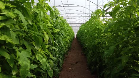 Unique-point-of-view-of-travelling-through-long-rows-of-tomato-vines-growing-inside-a-greenhouse