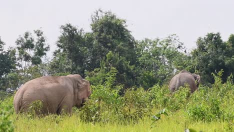 Elefantes-En-El-Parque-Nacional-De-Khao-Yai-También-Conocido-Como-Elefante-Asiático,-Elephas-Maximus