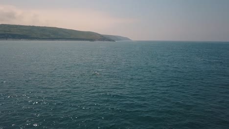 Schote-Von-Delfinen,-Die-Vor-Der-Küste-Von-Cornwall,-Großbritannien,-Schwimmen,-Luftaufnahme
