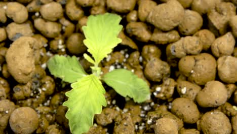 Cannabis-Seedling-With-Clay-Pellets-Growing-In-Hydroponic-System