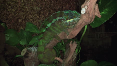 Panther-Chameleon-or-Furcifer-Pardalis-is-a-species-of-Chameleon-found-on-Madagascar