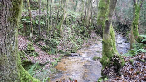 Mit-Blick-Auf-Den-Alten-Ländlichen-Kupferminenfluss,-Der-Rechts-Durch-Die-Wildnis-Des-Waldes-Fließt