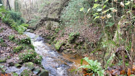 Muschel-Fließender-Fluss-Bunt-Idyllisch-Herbst-Wald-üppiges-Laub-Landschaft-Dolly-Left