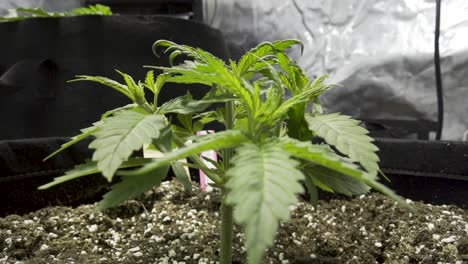 Entfernen-Der-Getrimmten-Blätter-Der-Cannabispflanze