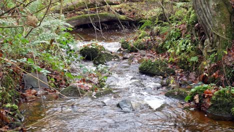 Muschel-Fließender-Fluss-Bunte-Idyllische-Herbstwald-üppige-Laublandschaft