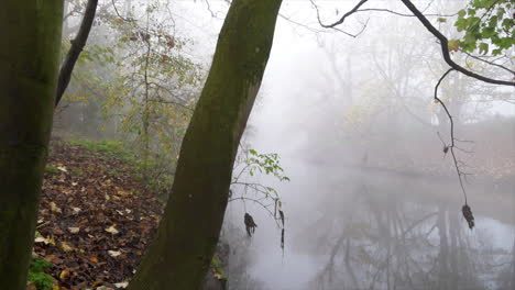 A-slow-motion-camera-truck-from-left-to-right-past-a-tree-reveals-an-atmospheric-scene-of-thick-fog-hanging-over-a-river-on-a-cold-winter’s-morning