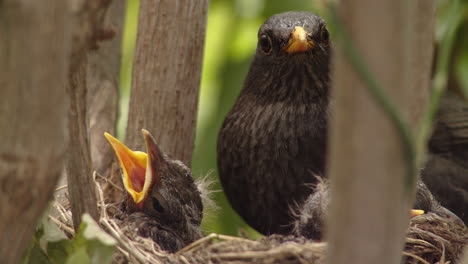 Tree-nest-with-mother-blackbird-and-baby-birds-with-mouths-wide-open