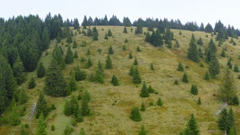 Fly-over-forest-of-pine-trees-on-green-hills