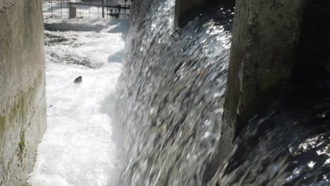 fish-jump-out-of-foamy-water-artificial-rapids-in-fish-farm,-super-slow-motion