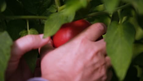 Close-up-of-a-red,-ripe-tomato-on-the-vine-as-a-farmer-reaches-in-and-picks-it